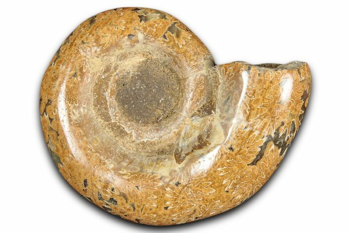Jurassic Ammonite (Hemilytoceras) Fossil - Madagascar #349144